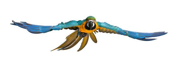 Portrait of Blue and Yellow Macaw, Ara Ararauna, flying Portrait of Blue and Yellow Macaw, Ara Ararauna, flying in front of white background gold and blue macaw photos stock pictures, royalty-free photos & images