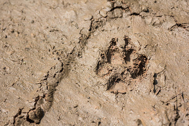 istock Wolf dog footprint paw tracks in mud 522864914