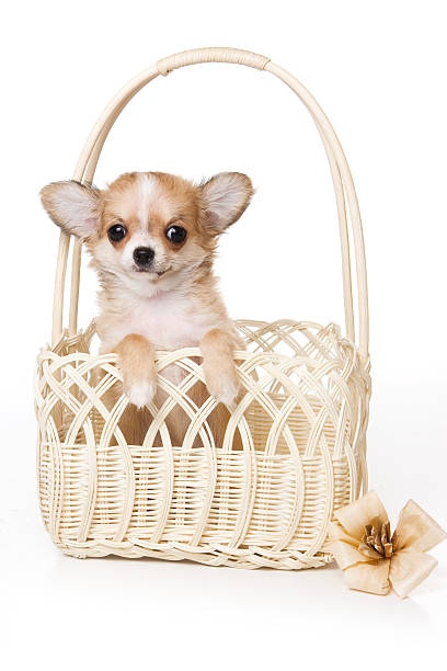 istock White chihuahua puppy in a basket (isolated on white) 522864978