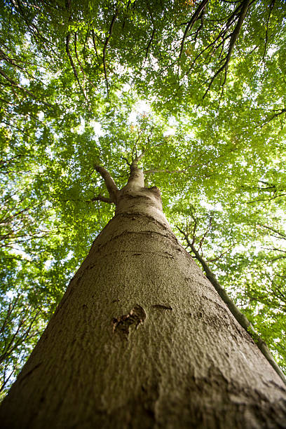 istock Beautiful summer landscape with green trees 522867993