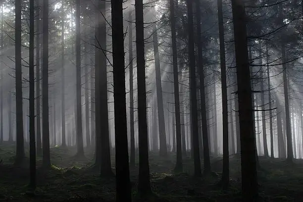 stray  light shining true pine trees at foggy morning