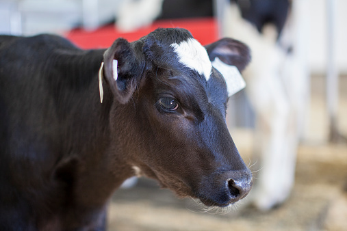 Young Holstein calf in a nursery located on a dairy farm