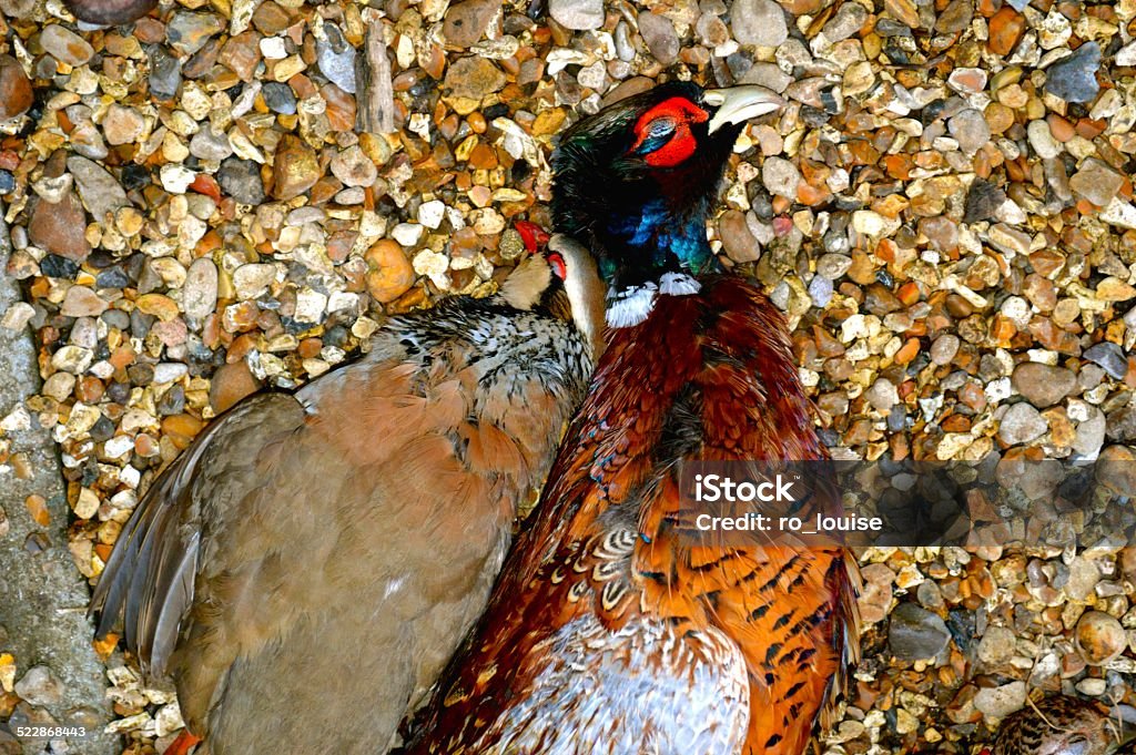 Pheasant and Partridge Pheasant and Partridge after a days shooting. Bird Stock Photo