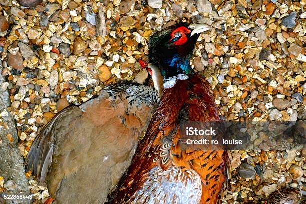 Pheasant And Partridge Stock Photo - Download Image Now - Bird, Horizontal, No People