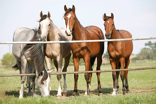 istock Four arabian youngster looking over corral gate at summertime 522868559