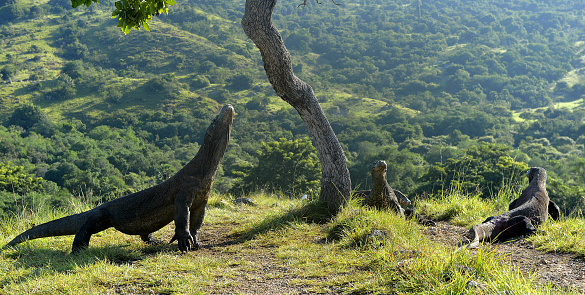 Los dragones de Komodo photo