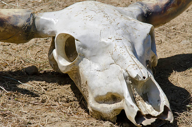 cow skull - animal skull cow animals in the wild west стоковые фото и изображения