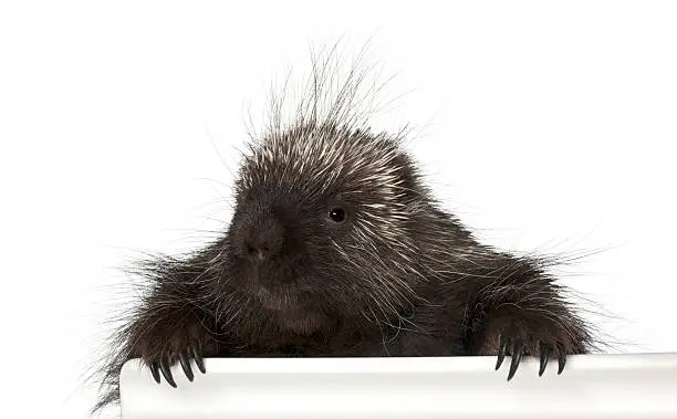 Portrait of North American Porcupine, Erethizon dorsatum, also known as Canadian Porcupine or Common Porcupine getting out of box, e against white background