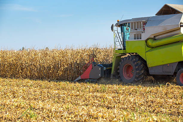 istock Combine harvester harvesting corn maize grains. 522869339