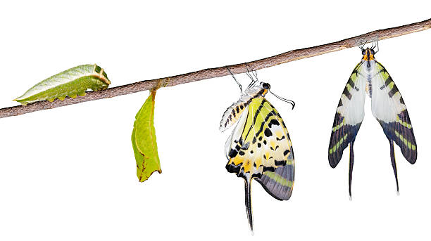 istock Isolated fivve bar swordtail butterfly life cycle 522869362