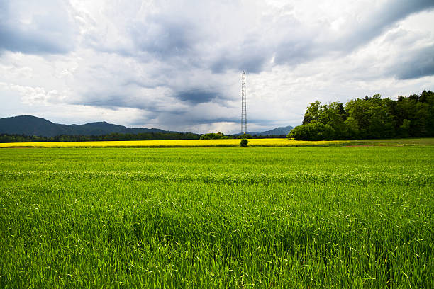 campo di erba e boschi - electrcity foto e immagini stock