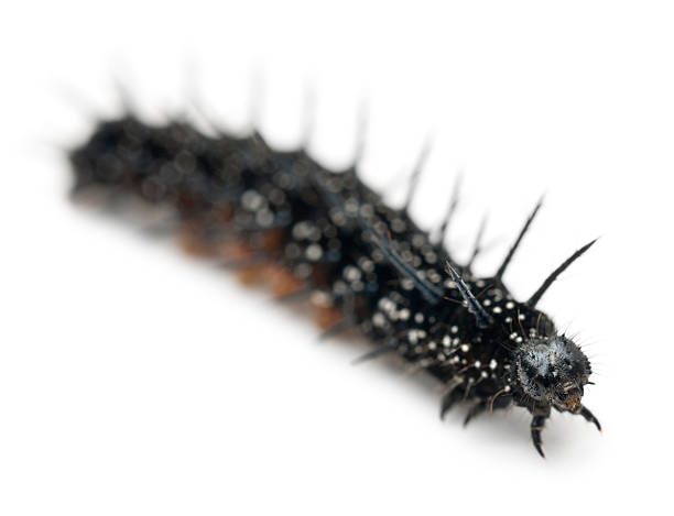 istock Caterpillar of a Peacock butterfly, Inachis io, 522869620