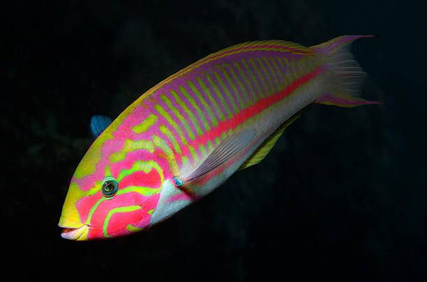 klunzinger s lábrido (thalassoma rueppellii) - riff fotografías e imágenes de stock