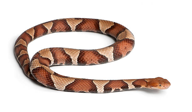 istock Copperhead snake or highland moccasin poisonous, white background 522869780