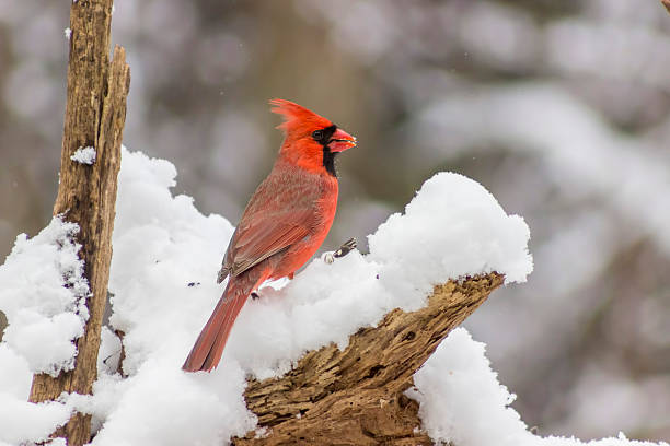 istock male Cardinal bird in snow 522869820