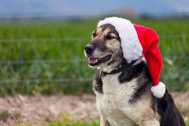istock Christmas farm dog wearing Santa hat 522869869