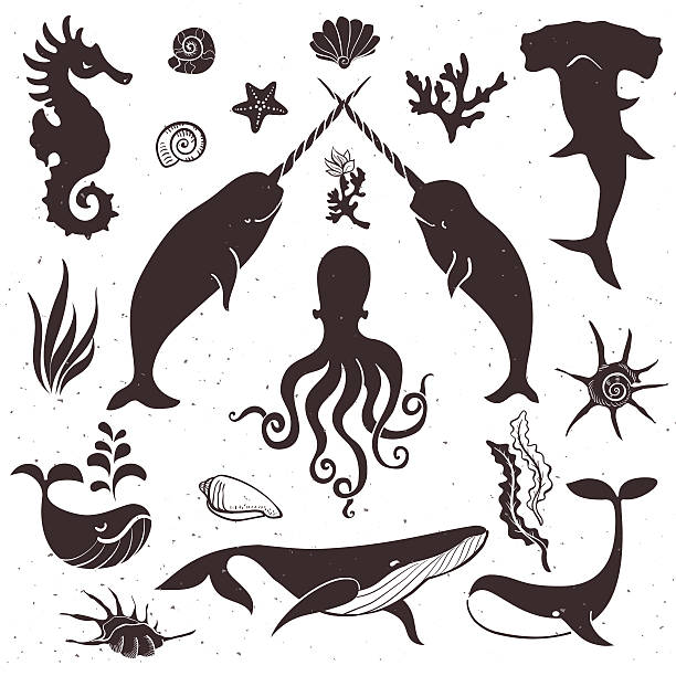 바다빛 생은, 해양 동물. 빈티지 수작업 요소 - 일각돌고래 stock illustrations