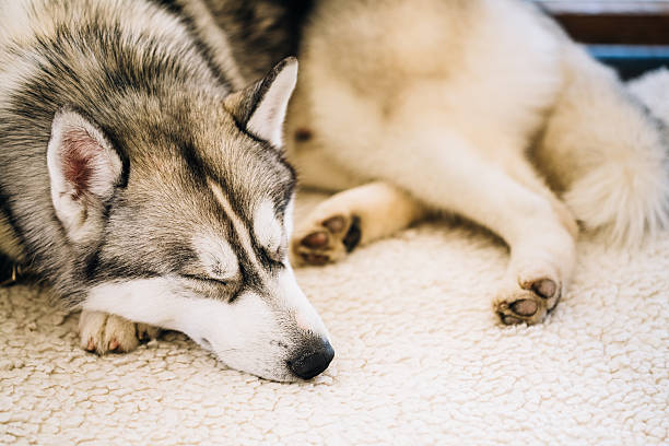 istock Young Gray And White Husky Dog Sleeping In His Bed 522870128