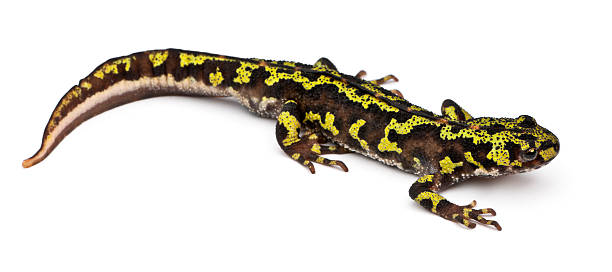 istock Marbled Newt - Triturus marmoratus 522870648