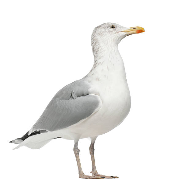 欧州のセグロカモメ、larus argentatus 、4 歳、独立した - カモメ ストックフォトと画像