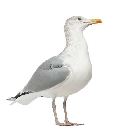 European Herring Gull, Larus argentatus, 4 years old, standing against white background