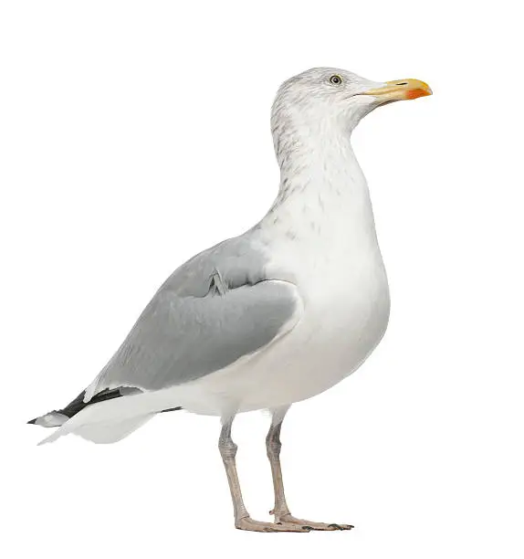 Photo of European Herring Gull, Larus argentatus, 4 years old, standing