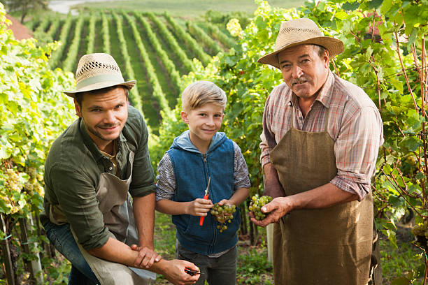 vigneto di padri e figli - family grape foto e immagini stock