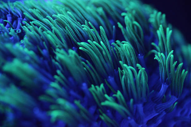 macro shor of colorful corals - macrofotografie fotos stockfoto's en -beelden