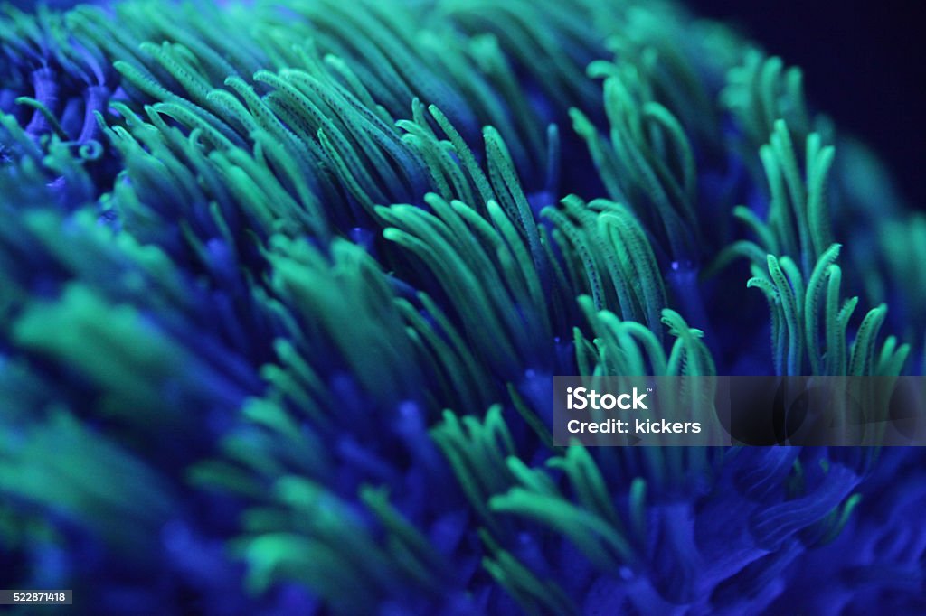 Macro shor of colorful corals Macro shot of colorful corals. Real colors, no enhancements. Coral - Cnidarian Stock Photo