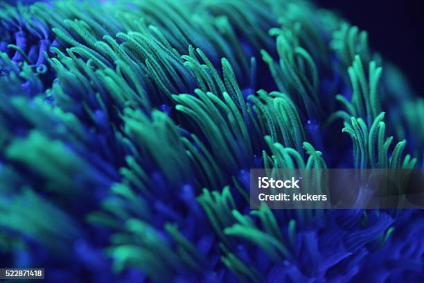 Macro Shor Of Colorful Corals Stock Photo - Download Image Now - Coral - Cnidarian, Coral Colored, Sea