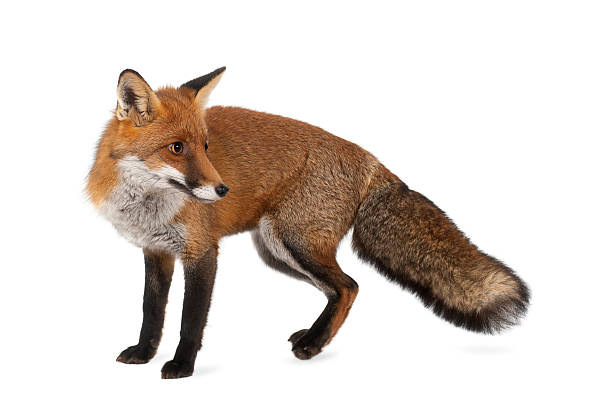 istock Red fox, Vulpes vulpes, 4 years old, standing 522871434