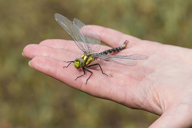 istock Dragonfly landed on the hand 522871540