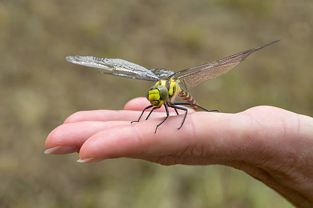 Closeup large damselfly insect sit on womans hand.