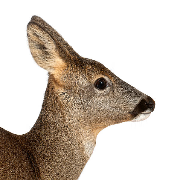 European Roe Deer, Capreolus capreolus, 3 years old,