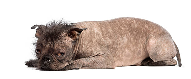 istock Hairless Mixed-breed dog lying and looks sad 522872002