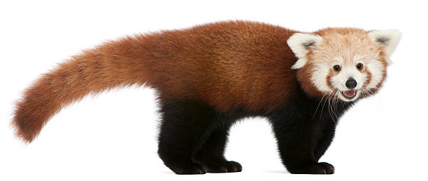 istock Young Red panda or Shining cat, Ailurus fulgens 522872320