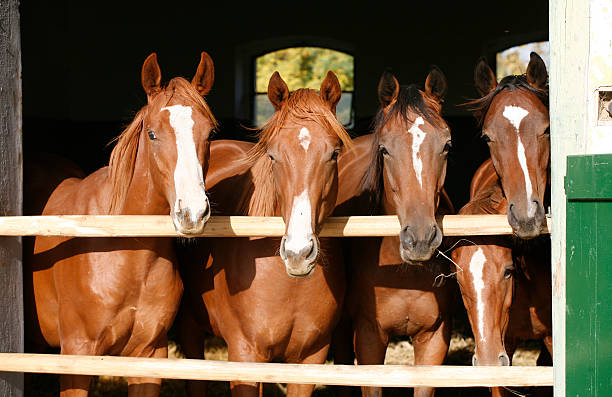 istock Four beautiful youngster looking over the barn gate 522872323