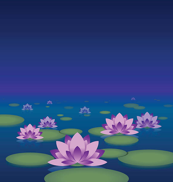 ilustrações, clipart, desenhos animados e ícones de lago de lótus à noite - spring clear sky night summer