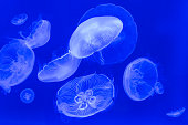 Abstract view of Jellyfish underwater