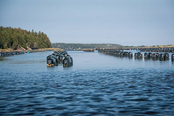 istock row of oyster traps 522873046