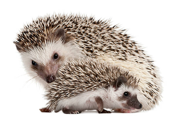 istock Four-toed Hedgehogs, Atelerix albiventris, 3 weeks old, 522873220