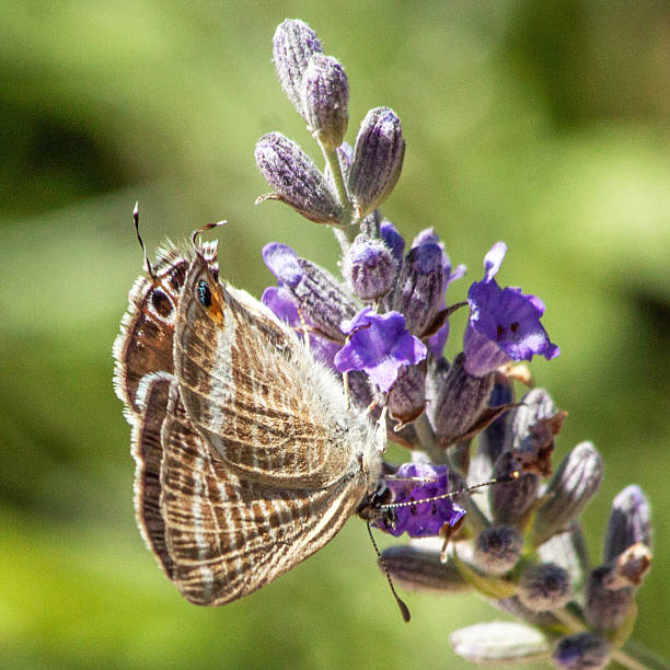 istock Butterflies in Europe: pea blue or long-tailed blue 522873550