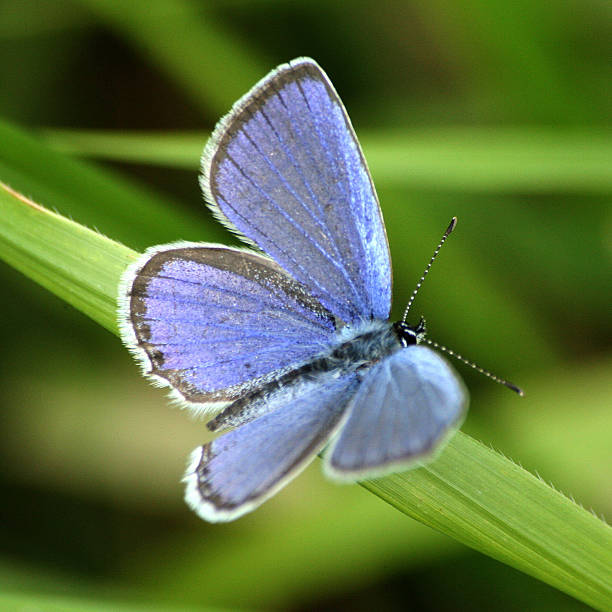 istock Butterflies in Europe: silver-studded blue on grass 522873660