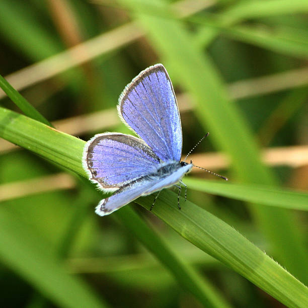 istock Butterflies in Europe: silver-studded blue on grass 522873692
