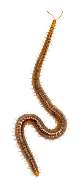istock Centipede in front of white background 522873704