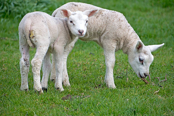 istock sweet lamb in green grassland at springtime 522873752