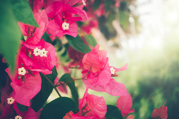 Pink bougainvillea flowers on Zanzibar island (Tanzania, Africa).