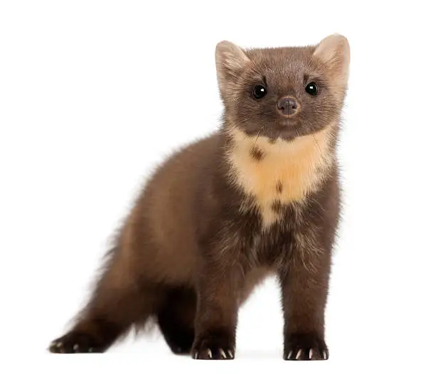 European Pine Marten or pine marten, Martes martes, 4 years old, standing against white background