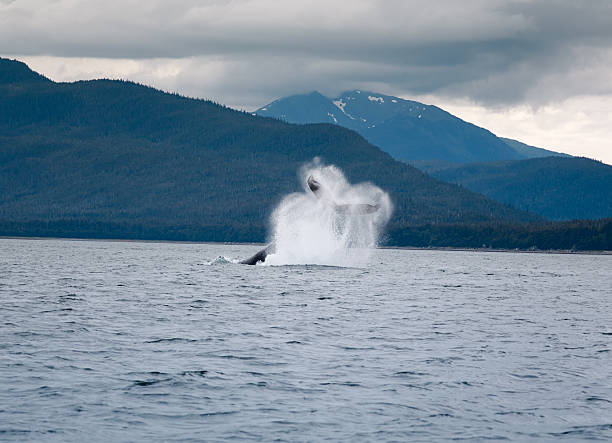 istock Humpback whale breaching near Juneau, Alaska 522875148