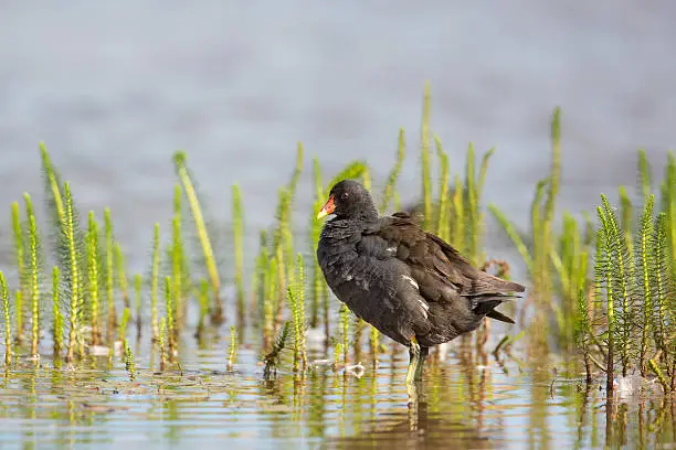 Photo of Adult Moorhen standing in pond